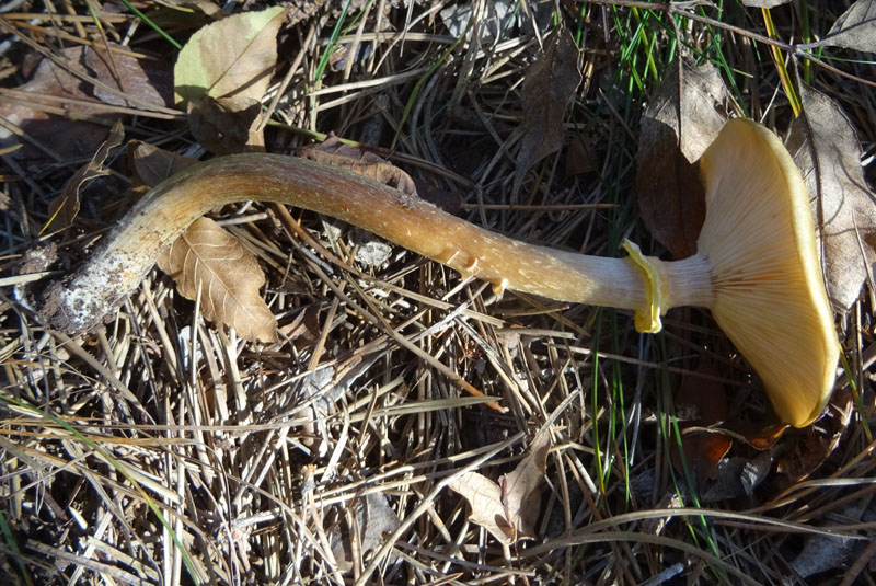 Armillaria mellea